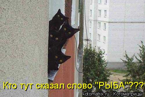 Кто тут сказал слово "РЫБА"????... Котоматрица: Кто тут сказал слово "РЫБА"????