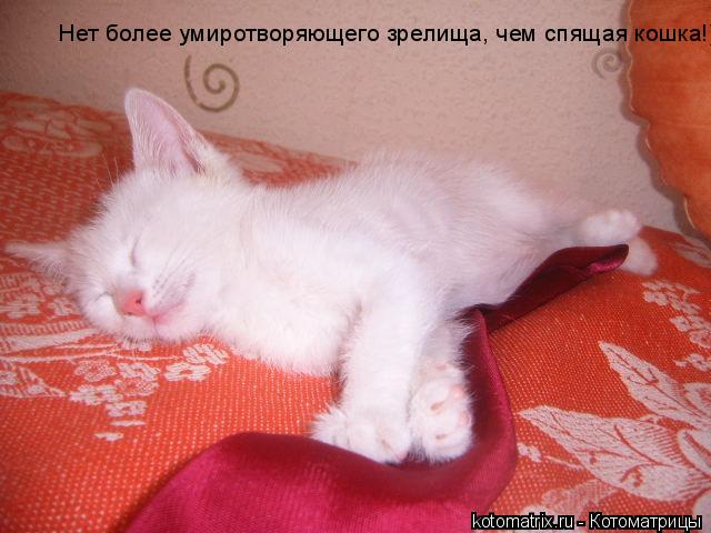 Нет более умиротворяющего зрелища, чем спящая кошка!)... Котоматрица: Нет более умиротворяющего зрелища, чем спящая кошка!)