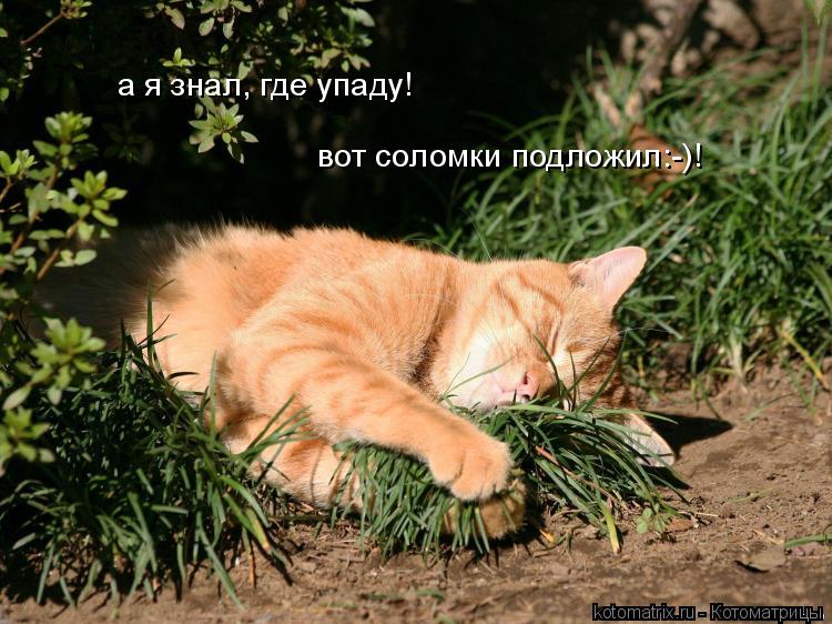 Котоматрица: а я знал, где упаду! вот соломки подложил:-)!