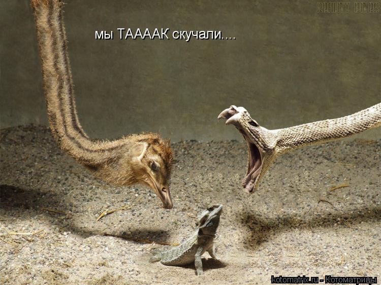 Котоматрица: мы ТААААК скучали....