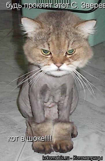 будь проклят этот С. Зверев! кот в шоке!!!... Котоматрица: будь проклят этот С. Зверев! кот в шоке!!!