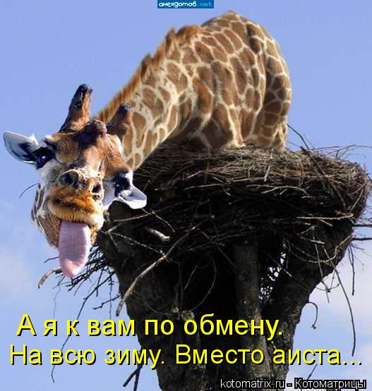 А я к вам по обмену. На всю зиму. Вместо аиста...... Котоматрица: А я к вам по обмену. На всю зиму. Вместо аиста...