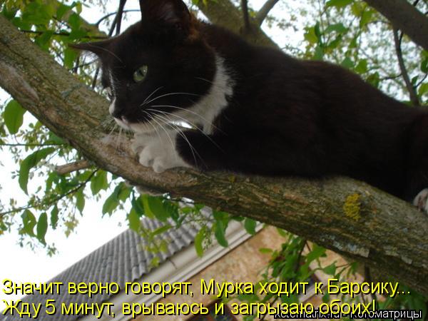Значит верно говорят, Мурка ходит к Барсику... Жду 5 минут, врываюсь и загрызаю обоих!... Котоматрица: Значит верно говорят, Мурка ходит к Барсику... Жду 5 минут, врываюсь и загрызаю обоих!