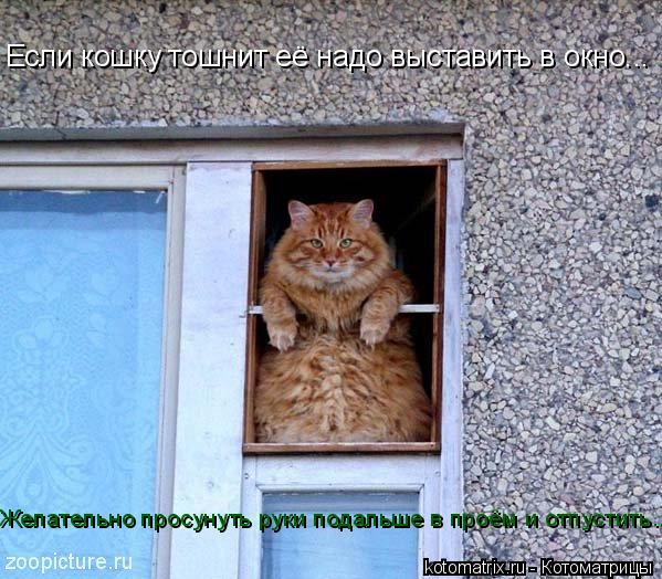 Котоматрица: Если кошку тошнит её надо выставить в окно...  Желательно просунуть руки подальше в проём и отпустить...