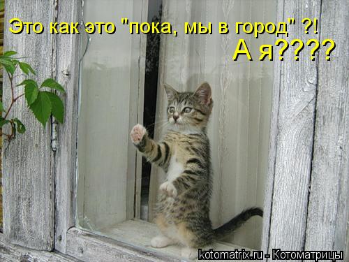 Котоматрица: Это как это "пока, мы в город" ?! А я????