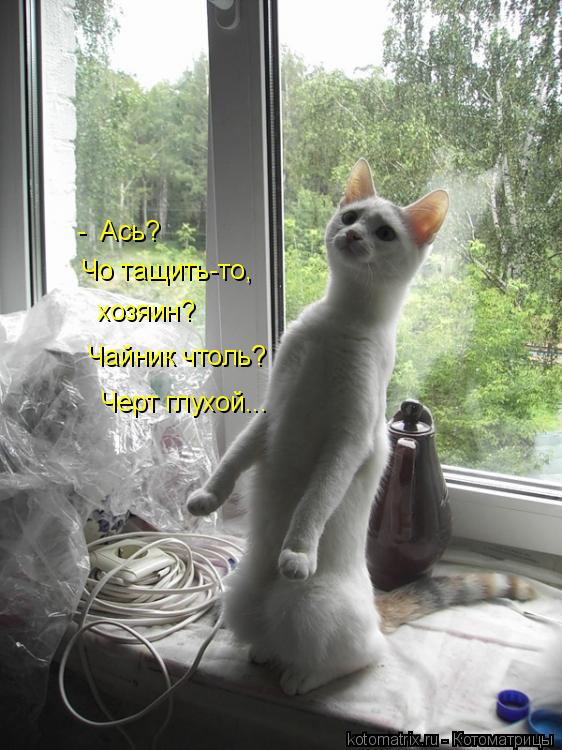 - Ась? Чо тащить-то, хозяин? Чайник чтоль? Черт глухой...... Котоматрица: - Ась? Чо тащить-то, хозяин? Чайник чтоль? Черт глухой...