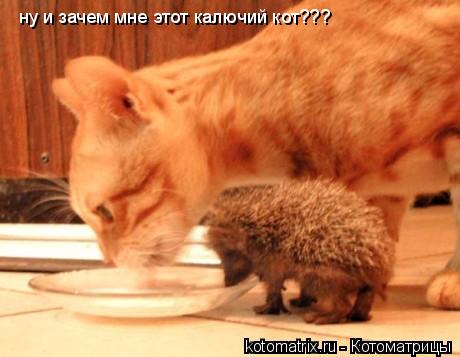 ну и зачем мне этот калючий кот???... Котоматрица: ну и зачем мне этот калючий кот???