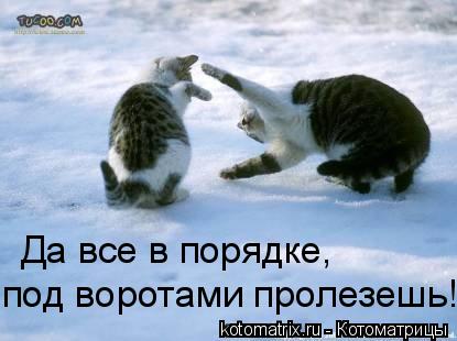 Котоматрица: Да все в порядке,  под воротами пролезешь!