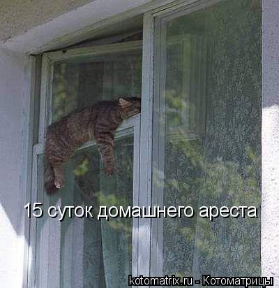 15 суток домашнего ареста... Котоматрица: 15 суток домашнего ареста