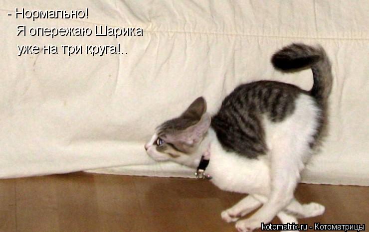 - Нормально! Я опережаю Шарика уже на три круга!..... Котоматрица: - Нормально! Я опережаю Шарика уже на три круга!..