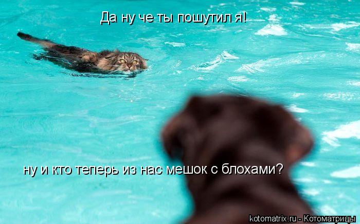 Котоматрица: ну и кто теперь из нас мешок с блохами? Да ну че ты пошутил я!