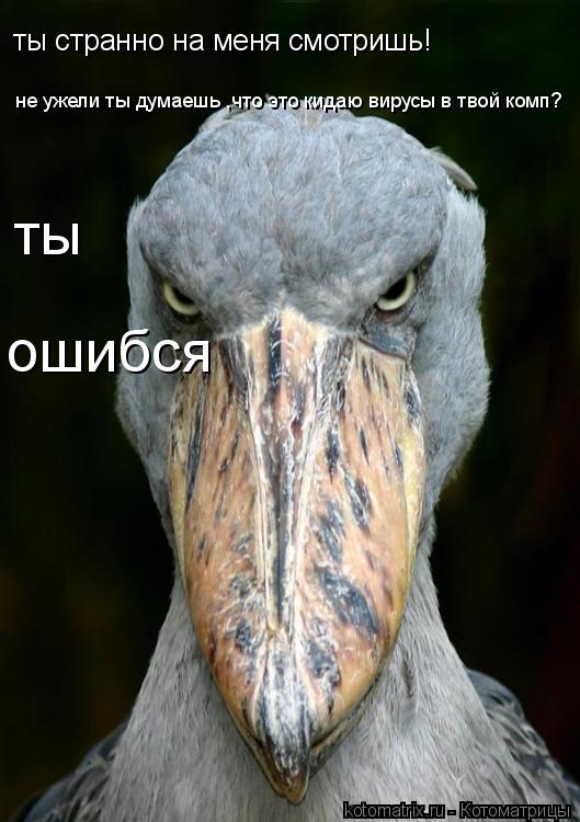 ты странно на меня смотришь! не ужели ты думаешь ,что это кидаю вирусы в твой комп? ты ошибся... Котоматрица: ты странно на меня смотришь! не ужели ты думаешь ,что это кидаю вирусы в твой комп? ты ошибся