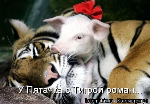 У Пятачка с Тигрой роман...... Котоматрица: У Пятачка с Тигрой роман...