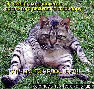 - Э, хозяин, мне кажется, после того визита к ветеринару ТУТ ЧЕГО-ТО НЕДОСТАЕТ!!!... Котоматрица: - Э, хозяин, мне кажется, после того визита к ветеринару ТУТ ЧЕГО-ТО НЕДОСТАЕТ!!!