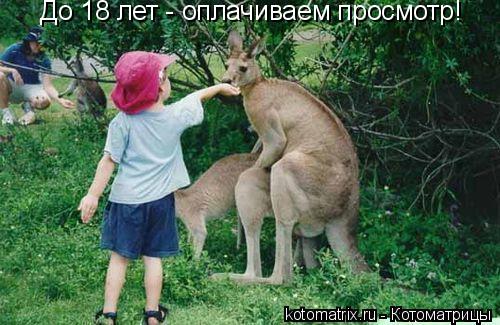 До 18 лет - оплачиваем просмотр!... Котоматрица: До 18 лет - оплачиваем просмотр!