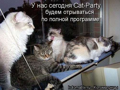 Котоматрица: У нас сегодня Cat-Party будем отрываться по полной программе!