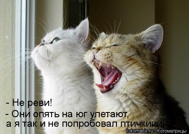 - Не реви! - Они опять на юг улетают, а я так и не попробовал птичкиииии... Котоматрица: - Не реви! - Они опять на юг улетают, а я так и не попробовал птичкиииии