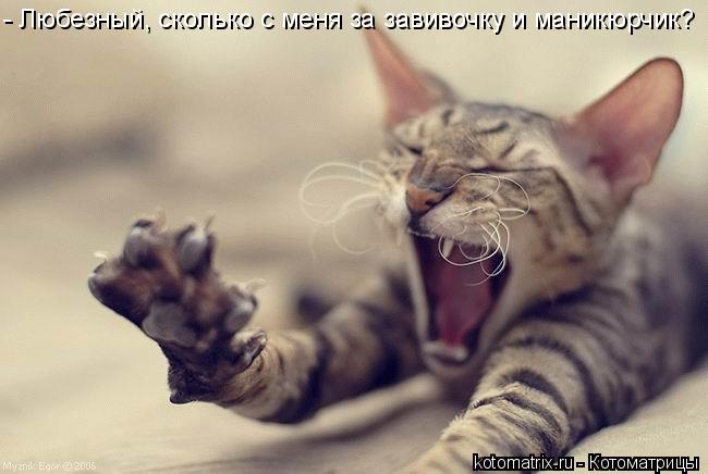 - Любезный, сколько с меня за завивочку и маникюрчик?... Котоматрица: - Любезный, сколько с меня за завивочку и маникюрчик?