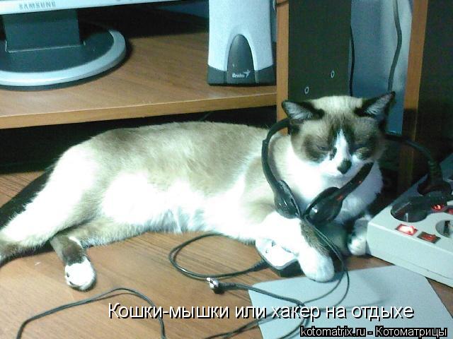 Кошки-мышки или хакер на отдыхе... Котоматрица: Кошки-мышки или хакер на отдыхе