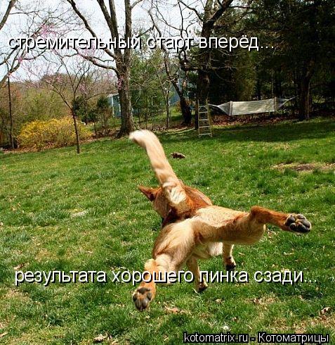 Котоматрица: стремительный старт вперёд... результата хорошего пинка сзади...