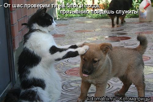 - От шас проверим тя на блох и тогда, призывник, пойдешь служить! призывник, пойдешь служить!... Котоматрица: - От шас проверим тя на блох и тогда, призывник, пойдешь служить! призывник, пойдешь служить!