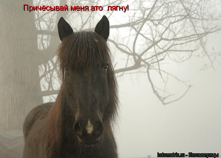 Причёсывай меня ато лягну!... Котоматрица: Причёсывай меня ато лягну!