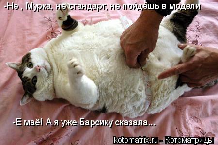 -Не , Мурка, не стандарт, не пойдёшь в модели -Е маё! А я уже Барсику сказала...... Котоматрица: -Не , Мурка, не стандарт, не пойдёшь в модели -Е маё! А я уже Барсику сказала...