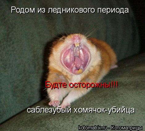 Родом из ледникового периода саблезубый хомячок-убийца Будте осторожны!!!... Котоматрица: Родом из ледникового периода саблезубый хомячок-убийца Будте осторожны!!!