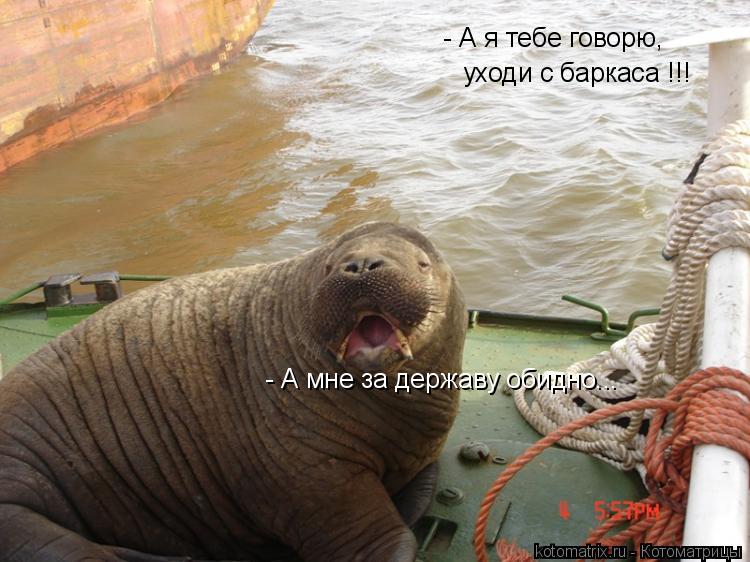 - А я тебе говорю, уходи с баркаса !!! - А мне за державу обидно...... Котоматрица: - А я тебе говорю, уходи с баркаса !!! - А мне за державу обидно...