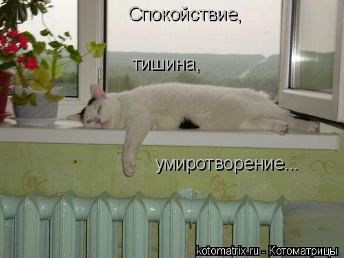 Спокойствие, тишина, умиротворение...... Котоматрица: Спокойствие, тишина, умиротворение...