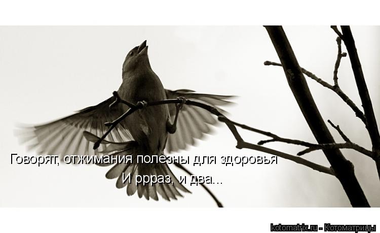 Котоматрица: Говорят, отжимания полезны для здоровья И ррраз, и два...