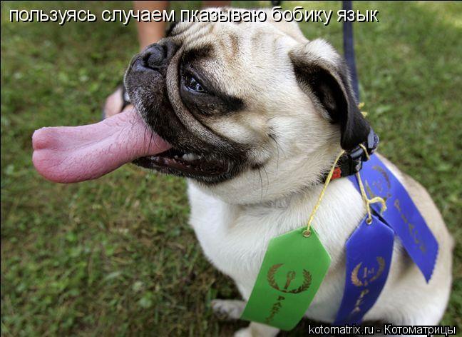 пользуясь случаем пказываю бобику язык... Котоматрица: пользуясь случаем пказываю бобику язык