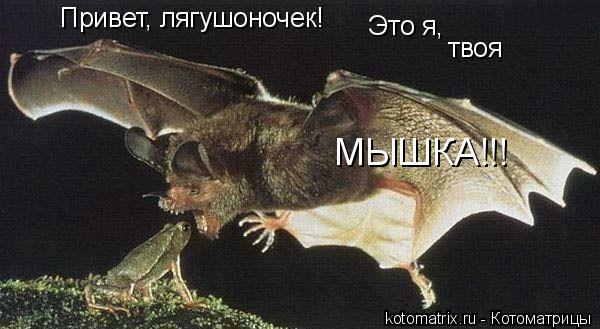 Привет, лягушоночек! Это я, твоя МЫШКА!!!... Котоматрица: Привет, лягушоночек! Это я, твоя МЫШКА!!!