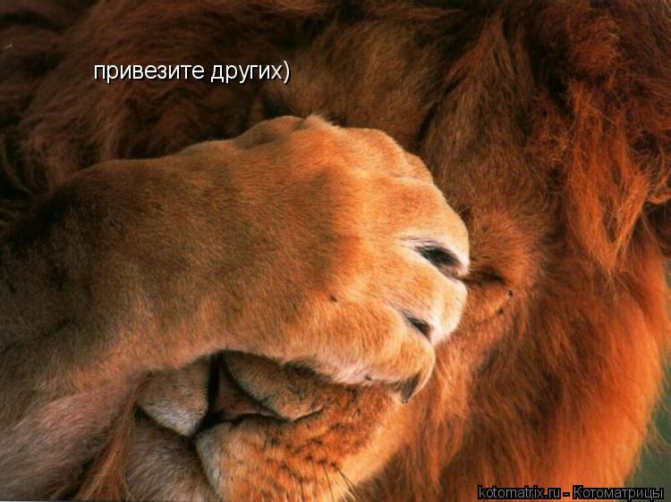 привезите других)... Котоматрица: привезите других)