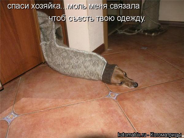 Котоматрица: спаси хозяйка...моль меня связала чтоб съесть твою одежду.