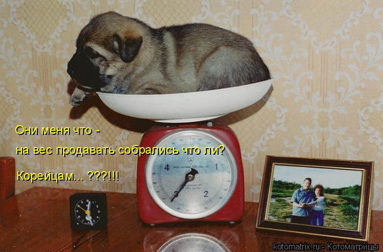 Они меня что - на вес продавать собрались что ли? Корейцам... ???!!!... Котоматрица: Они меня что - на вес продавать собрались что ли? Корейцам... ???!!!
