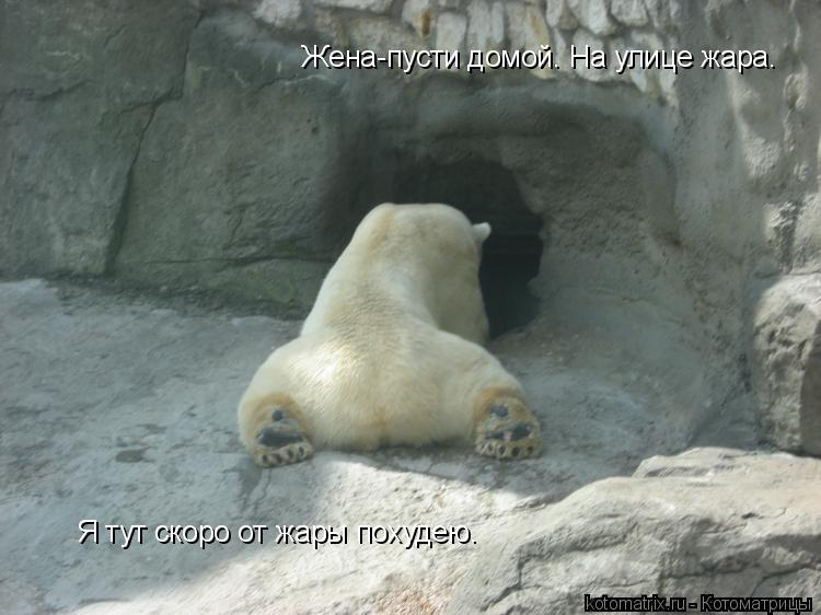 Жена-пусти домой. На улице жара. Я тут скоро от жары похудею.... Котоматрица: Жена-пусти домой. На улице жара. Я тут скоро от жары похудею.