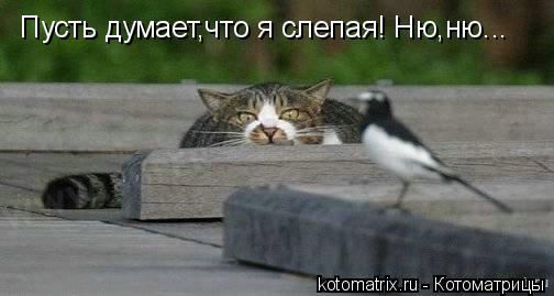 Котоматрица: Пусть думает,что я слепая! Ню,ню...