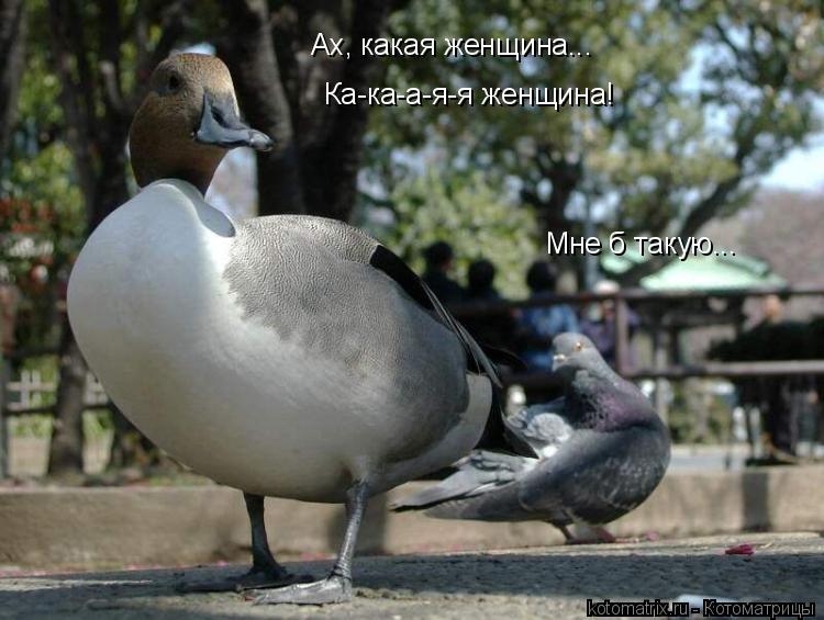 Ах, какая женщина... Ка-ка-а-я-я женщина! Мне б такую...... Котоматрица: Ах, какая женщина... Ка-ка-а-я-я женщина! Мне б такую...