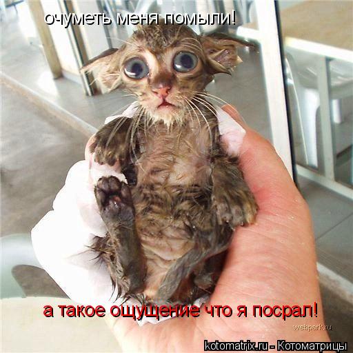 очуметь меня помыли! а такое ощущение что я посрал!... Котоматрица: очуметь меня помыли! а такое ощущение что я посрал!