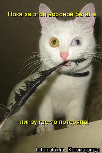 Пока за этой вороной бегала линзу где-то потеряла!... Котоматрица: Пока за этой вороной бегала линзу где-то потеряла!