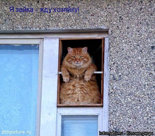 Я зайка - жду хозяйку!... Котоматрица: Я зайка - жду хозяйку!