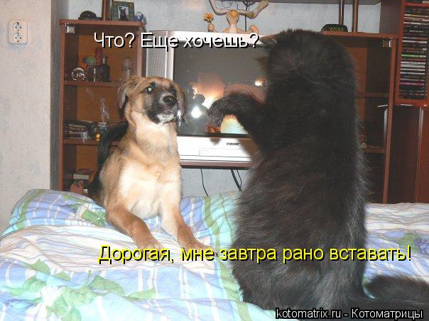 Что? Еще хочешь? Дорогая, мне завтра рано вставать!... Котоматрица: Что? Еще хочешь? Дорогая, мне завтра рано вставать!