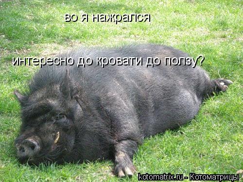 во я нажрался интересно до кровати до ползу?... Котоматрица: во я нажрался интересно до кровати до ползу?