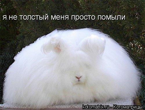 я не толстый меня просто помыли... Котоматрица: я не толстый меня просто помыли