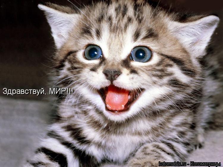 Котоматрица: Здравствуй, МИР!!!
