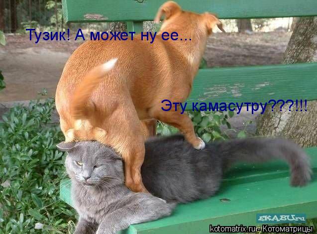Тузик! А может ну ее... Эту камасутру???!!!... Котоматрица: Тузик! А может ну ее... Эту камасутру???!!!