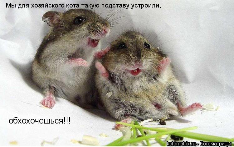 Мы для хозяйского кота такую подставу устроили, обхохочешься!!!... Котоматрица: Мы для хозяйского кота такую подставу устроили, обхохочешься!!!