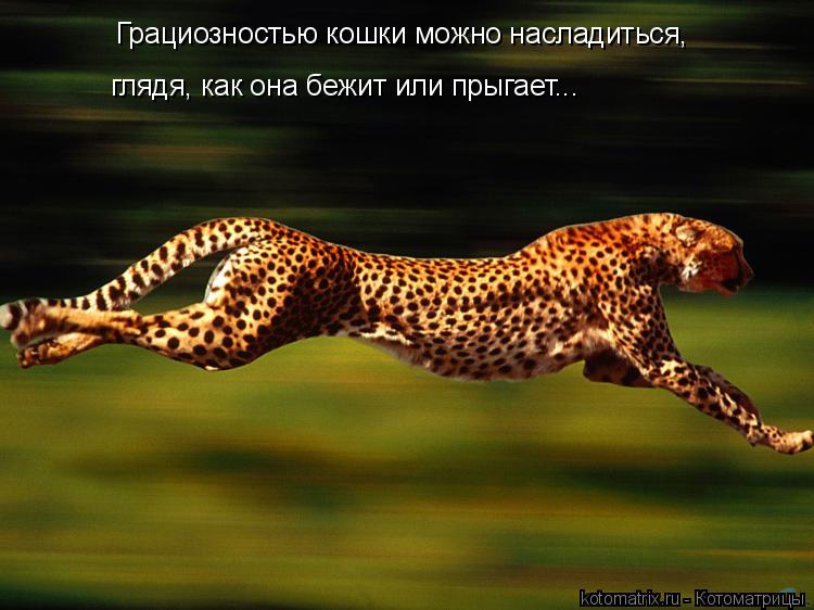 Грациозностью кошки можно насладиться, глядя, как она бежит или прыгает...... Котоматрица: Грациозностью кошки можно насладиться, глядя, как она бежит или прыгает...