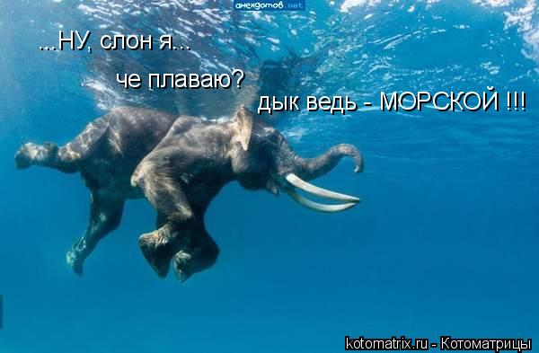 ...НУ, слон я... че плаваю? дык ведь - МОРСКОЙ !!!... Котоматрица: ...НУ, слон я... че плаваю? дык ведь - МОРСКОЙ !!!